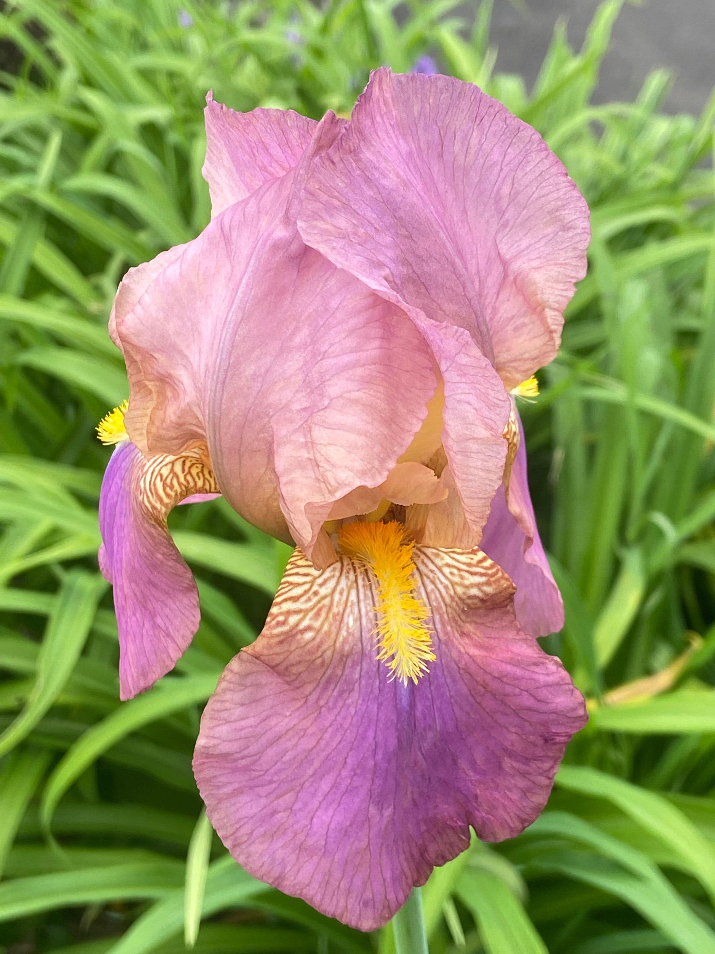 Purple Flower